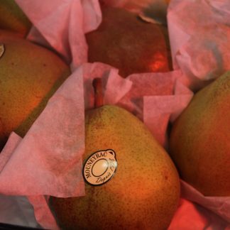 Anjou pear